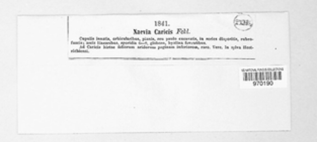 Naevia caricis image